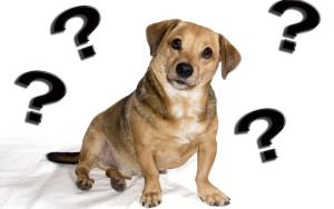 Are You Confused About Dog Training? | ERIC LETENDRE'S Dog ...