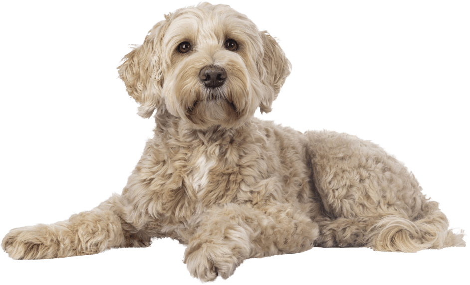 Happy doodle dog lying down calmly