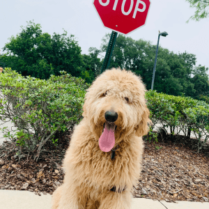Happy doodle dog sitting outside during training