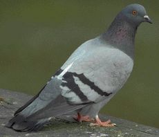 pigeon