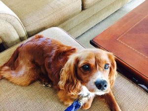 Puppy Training East Bridgewater