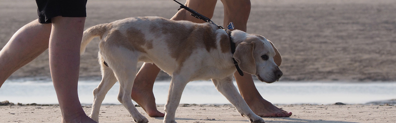 7 Leash Walking Tips