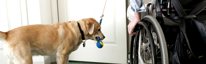 Training Service Dog