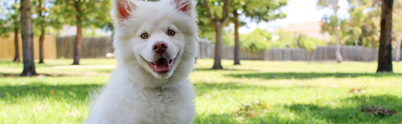 Canine Good Citizen Dog