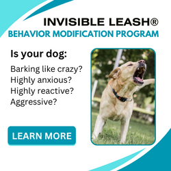 Eric Letendre's Dog Training School Behavior Modification Program