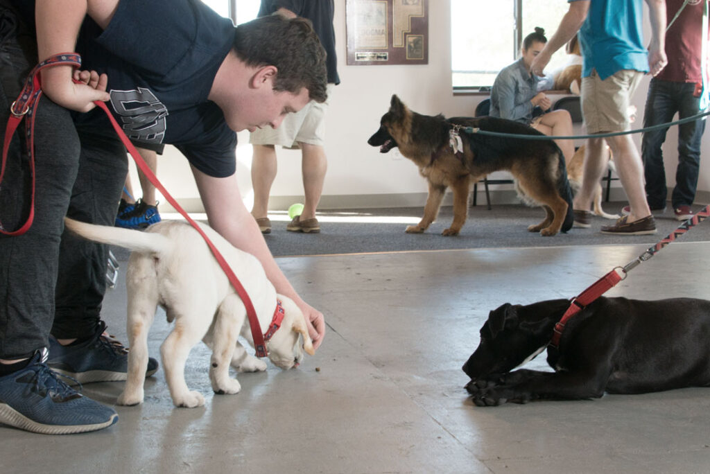 Eric Letendre's Dog Training School