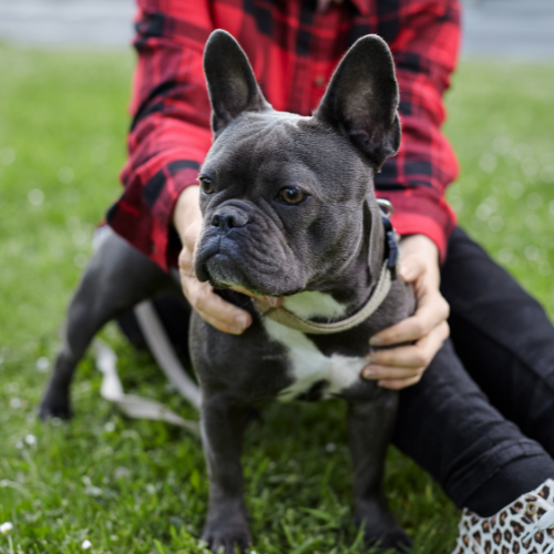 INVISIBLE LEASH® Level 1 Dog Training Program at Eric Letendre's Dog Training School