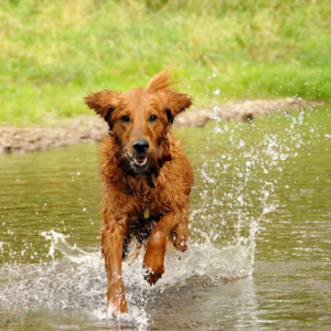 Eric Letendre's INVISIBLE LEASH® Level 2 Dog Training Program