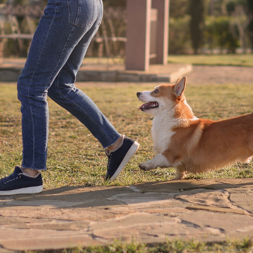 Eric Letendre's INVISIBLE LEASH® Level 2 Dog Training Program