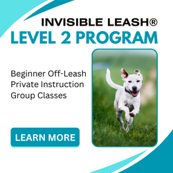 Invisible Leash® Level 2 Training Program at Eric Letendre's Dog Training School