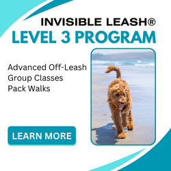 Invisible Leash® Level 3 Training Program at Eric Letendre's Dog Training School