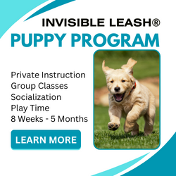 Invisible Leash® Puppy Training Program at Eric Letendre's Dog Training School