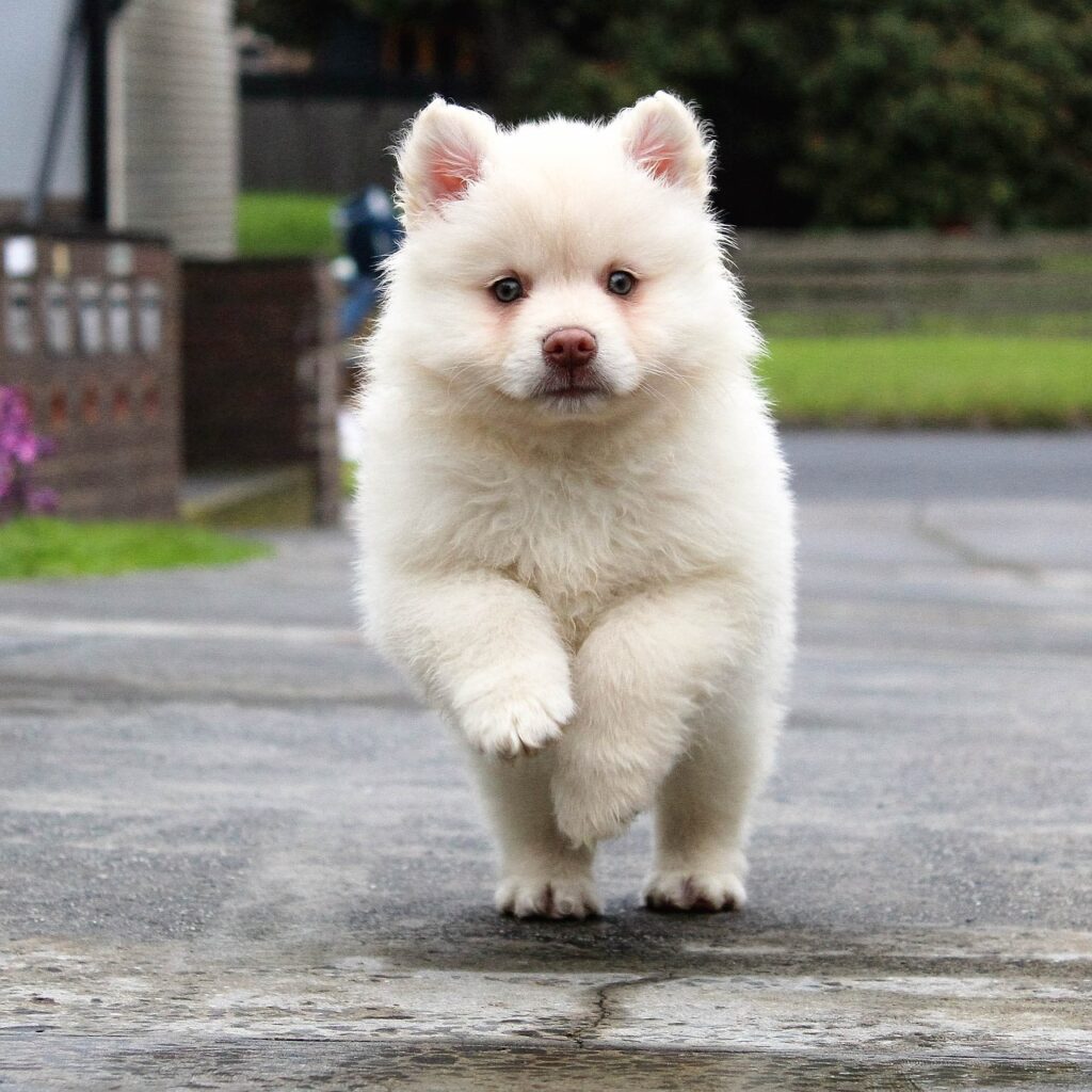 INVISIBLE LEASH® P.E.T.S. Puppy Program at Eric Letendre's Dog Training School